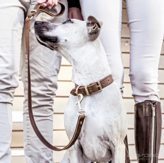 Oxford Leather - Classic Collar (On Sale)